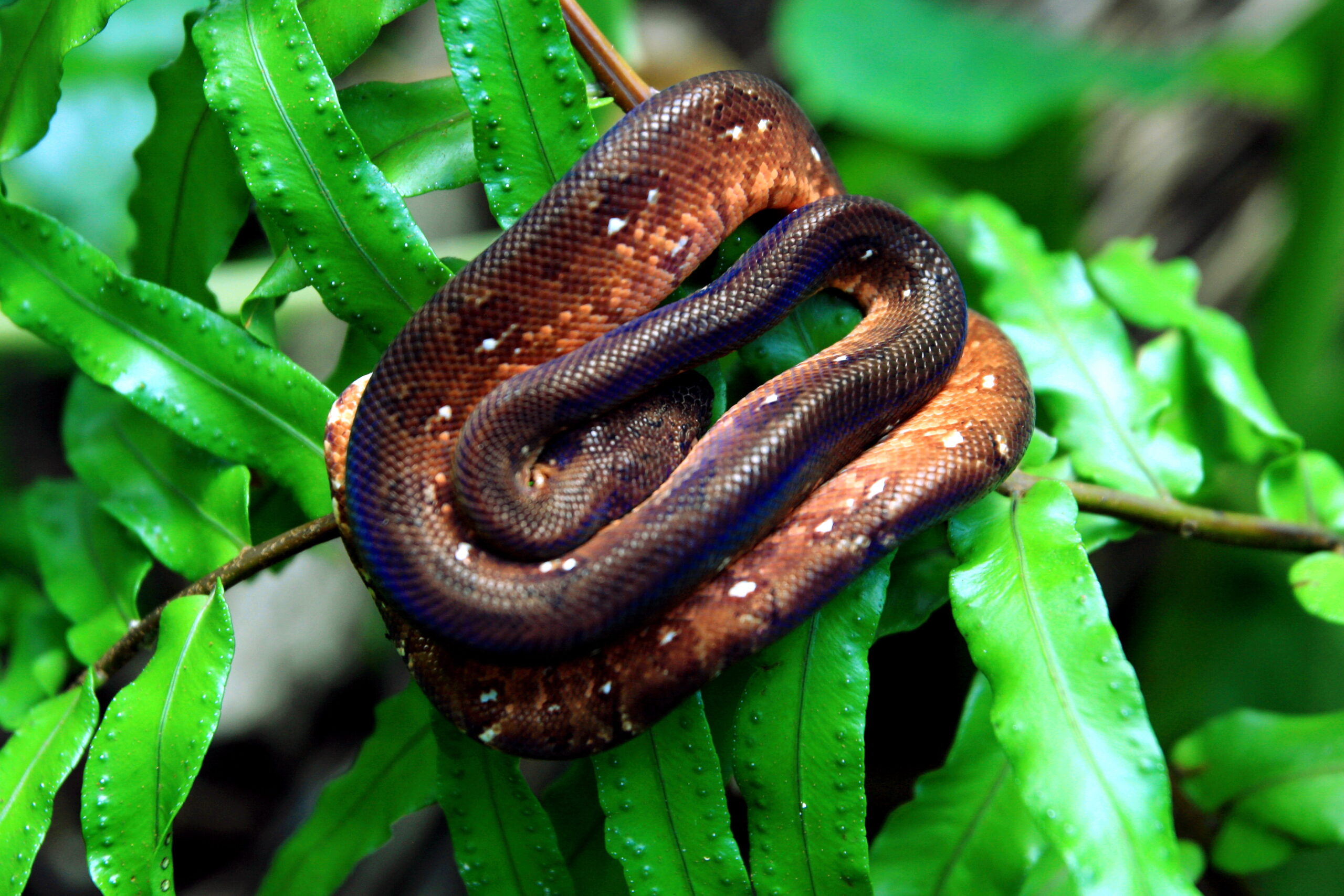 EXCLUSIF DUFOUR SEBASTIEN ST MARIE
ANTANANARIVO TUELAR