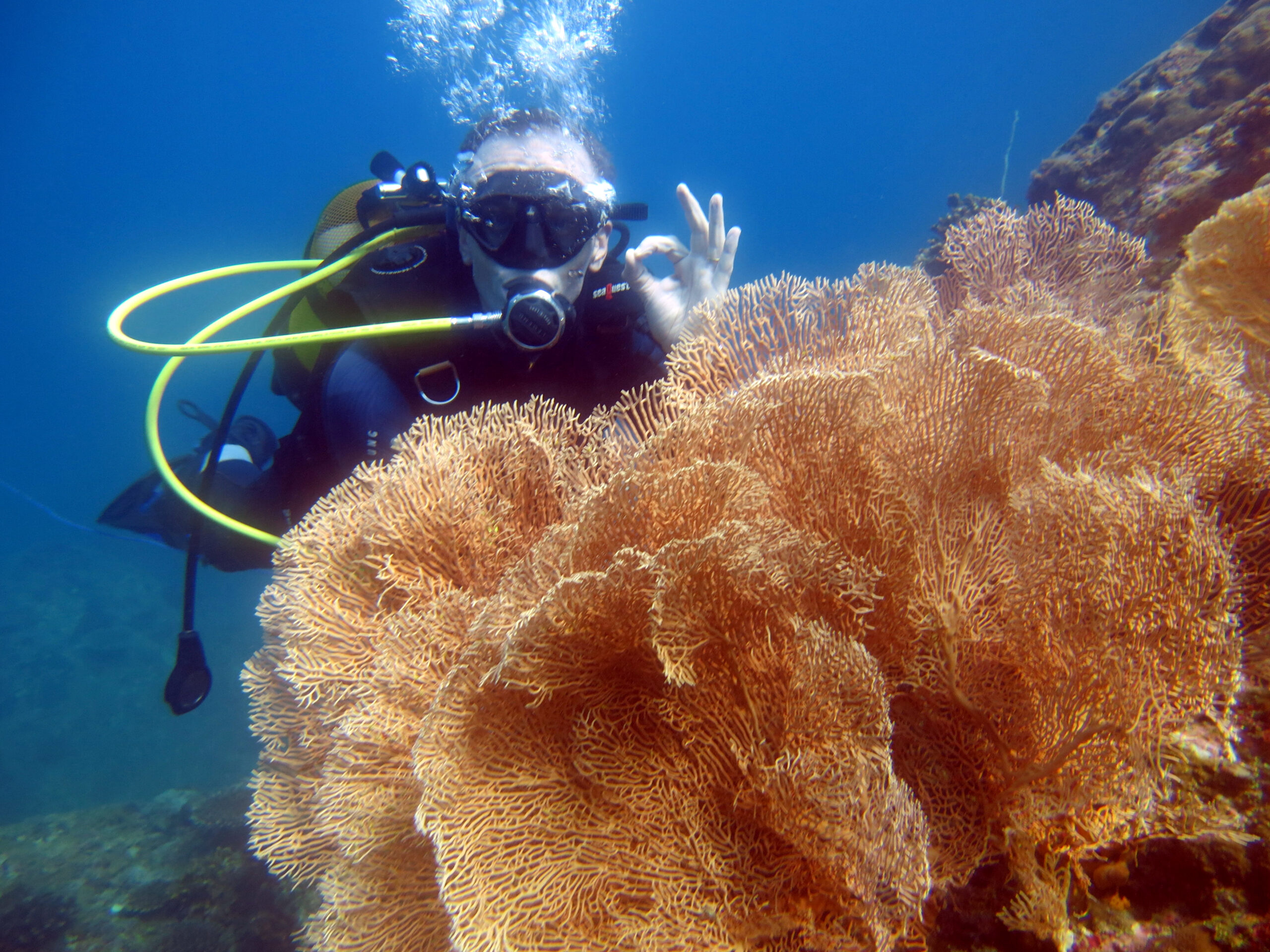 Plongeur et gorgone1